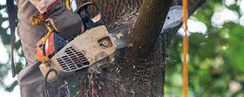 Tree and Shrub Care in Millwood, WA
